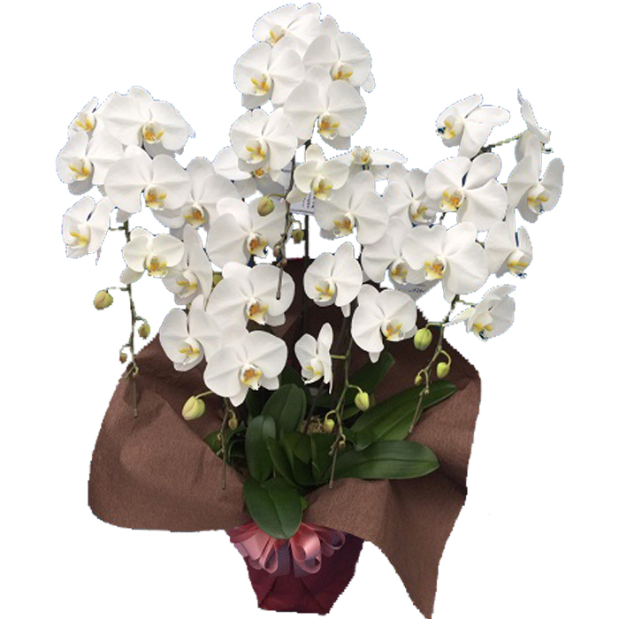 胡蝶蘭 コチョウラン 大輪白5本立ち50輪以上 お祝い 輝花 あすに届けるお花屋さん 15 最大60%OFFクーポン