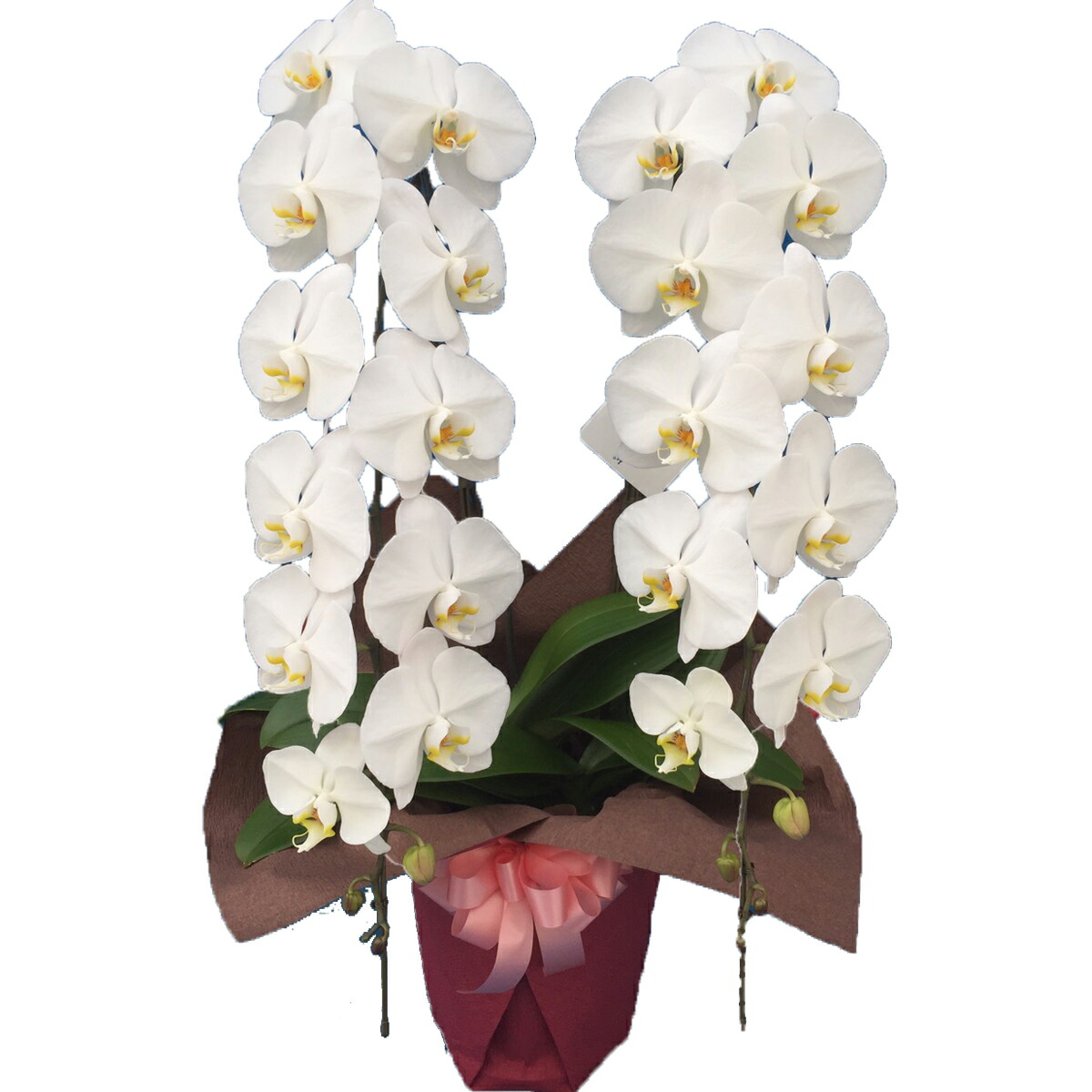 胡蝶蘭 大円型2書史立ち 25輪前後 白妙 ローズ 共産主義唇 あすたわいないマッチ 常常無休 貨物輸送無料 日差し東照宮献上偉容として無二認めるされた 胡蝶蘭を出生地直送 全国宅配できる 祝い お供え Maavalanindiatravels Com