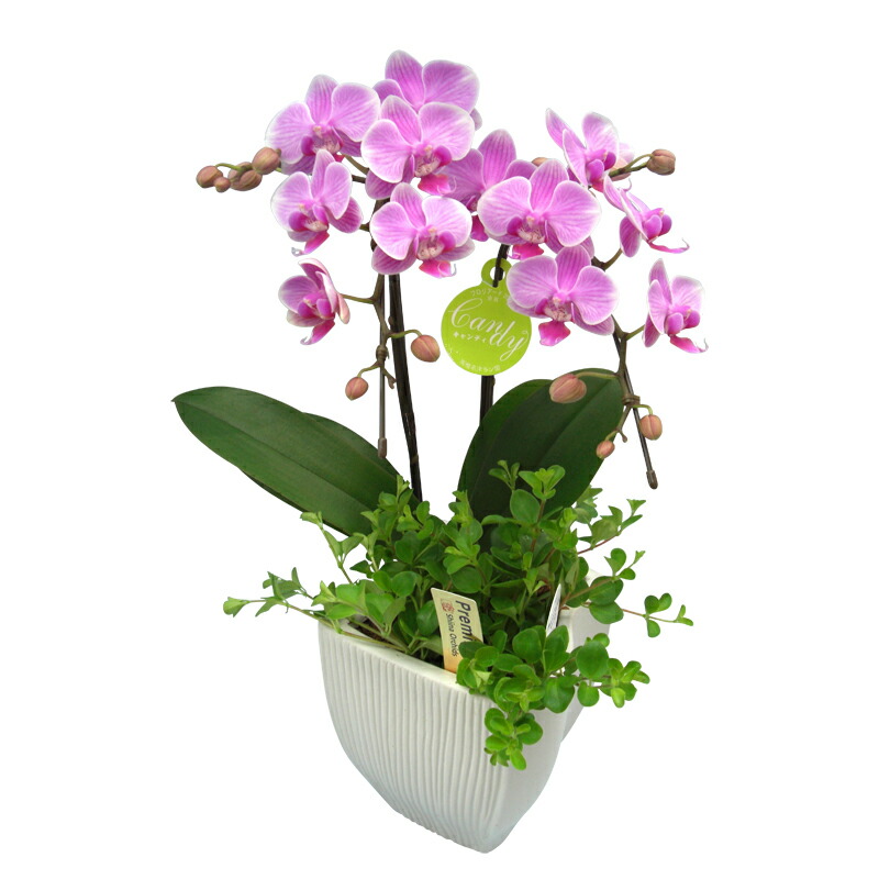 格安即決 世界ラン展多数受賞 椎名洋ラン園の観葉寄せミディ2