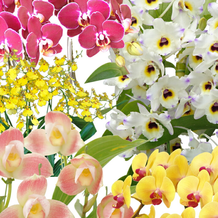 胡蝶蘭　小型　日本人発見　原種　チバエ　５株セット　ファレノプシス　洋蘭　ラン 胡蝶蘭 小型 日本人発見 原種 チバエ 5株セット ファレノプシス 洋蘭 ラン