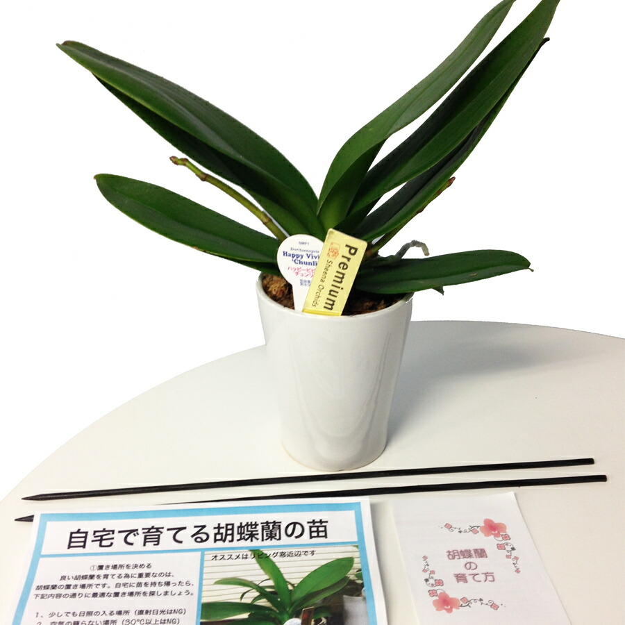 クリスマス お歳暮にも あす楽 年中無休 胡蝶蘭 鉢花 送料無料 女性に大人気のプレゼント お祝い 開店祝い 還暦祝い 開業祝い お供え 就任祝い 移転祝い 日本フラワー オブ ザ イヤー受賞 自宅で育てる胡蝶蘭の苗 送料無料 あす楽 年中無休