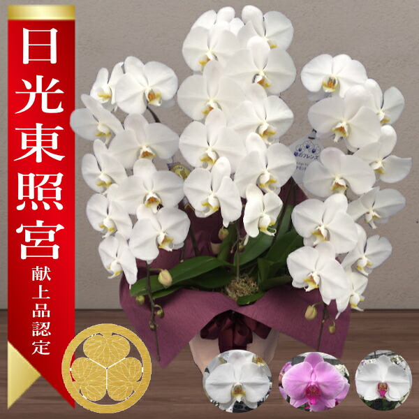 【あしたに届く】△太陽光線東照宮に献上品として単一性お墨付きされた夢見鳥蘭を出どころ直送!勝ち取る歴殆んど!大輪夢見鳥蘭３本立!全国宅配聞き入れる!■貨物輸送無料■夢見鳥蘭 祝賀会 輝花 あしたに届けるおフローリストさん またの日送りとどける