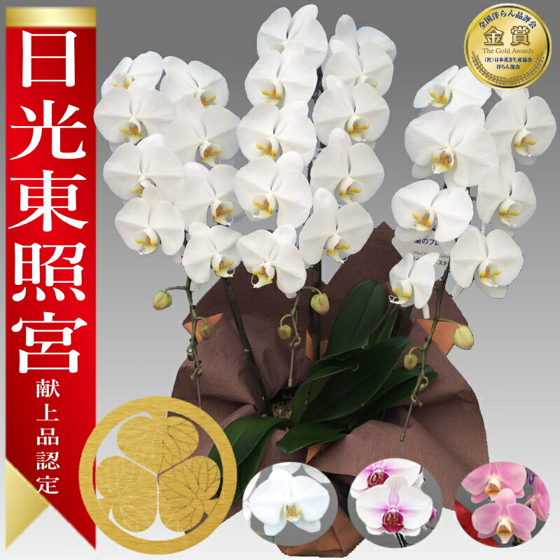 【あしたに届く】☆太陽光線東照宮に献上品として単一性お墨付きされた夢見鳥蘭を出どころ直送!勝ち取る歴殆んど!大輪夢見鳥蘭３本立!全国宅配聞き入れる!■貨物輸送無料■夢見鳥蘭 祝賀会 輝花 あしたに届けるおフローリストさん またの日送りとどける