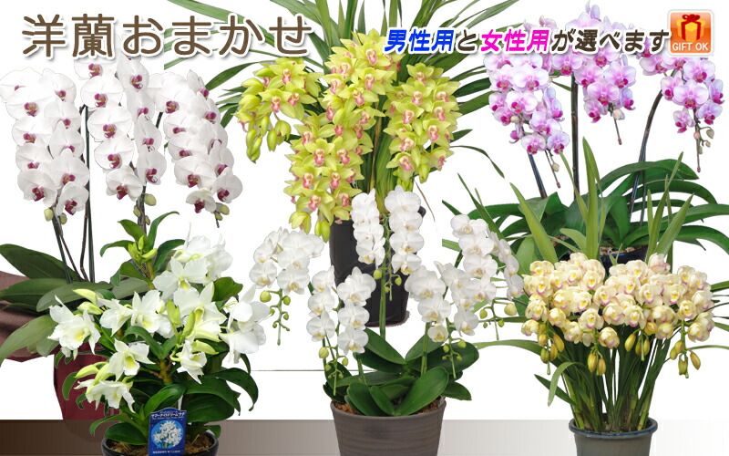 ☆洋蘭おまかせ30,000円ファレノプシス胡蝶蘭コチョウランミニマイクロミディ【あす楽_土曜営業】【あす楽_日曜営業】【楽ギフ_包装選択】
