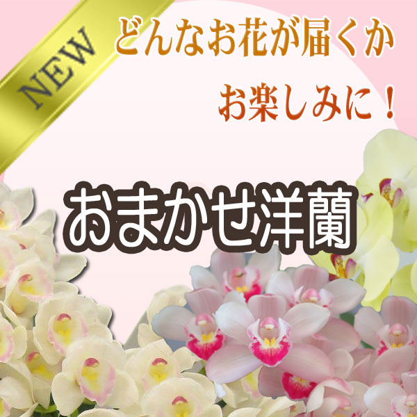 ☆洋蘭おまかせ30,000円ファレノプシス胡蝶蘭コチョウランミニマイクロミディ【あす楽_土曜営業】【あす楽_日曜営業】【楽ギフ_包装選択】