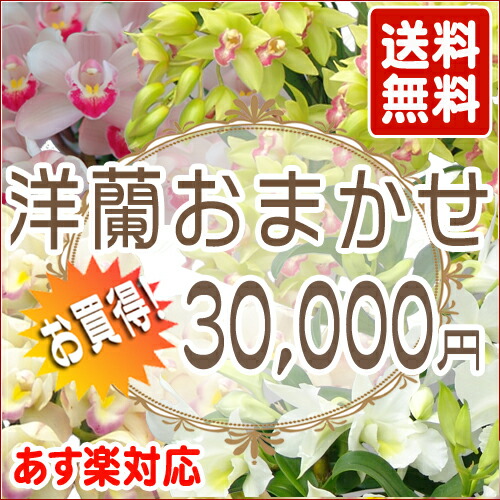 ☆洋蘭おまかせ30,000円ファレノプシス胡蝶蘭コチョウランミニマイクロミディ【あす楽_土曜営業】【あす楽_日曜営業】【楽ギフ_包装選択】