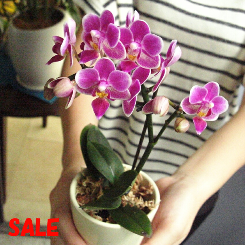 格安激安 味縁大輪胡蝶蘭50本立ち500輪前後 Starlabspettacoli It