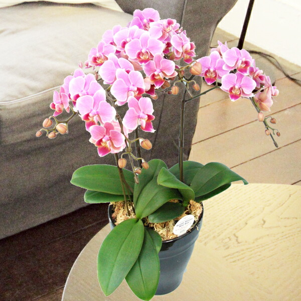 開店祝い 敬老ギフト ミディ胡蝶蘭 3本立 花 観葉植物 就任祝い ピンク系 移転祝い お祝い 送料無料 花 ガーデン Diy 還暦祝い 開業祝い お供え 敬老ギフト 世界ラン展多数受賞 椎名洋ラン園のリンリン3本立ミディ胡蝶蘭ピンク系 開店祝い 敬老ギフト ミディ胡蝶蘭 3本立 花 観葉植物 就任祝い ピンク系 移転祝い お祝い 送料無料 花 ガーデン Diy 還暦祝い 開業祝い お供え 敬老ギフト 世界ラン展多数受賞 椎名洋ラン園のリンリン3本立ミディ胡蝶蘭ピンク系