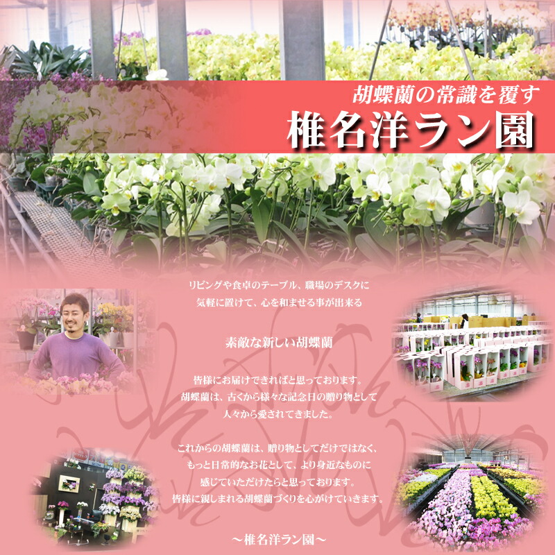 ☆世界ラン展多数受賞!椎名洋ラン園のミディ3本立<黄色系もしくはオレンジ系>1鉢■送料無料■ミディ胡蝶蘭【あす楽_年中無休】【あす楽_土曜営業】【あす楽_日曜営業】