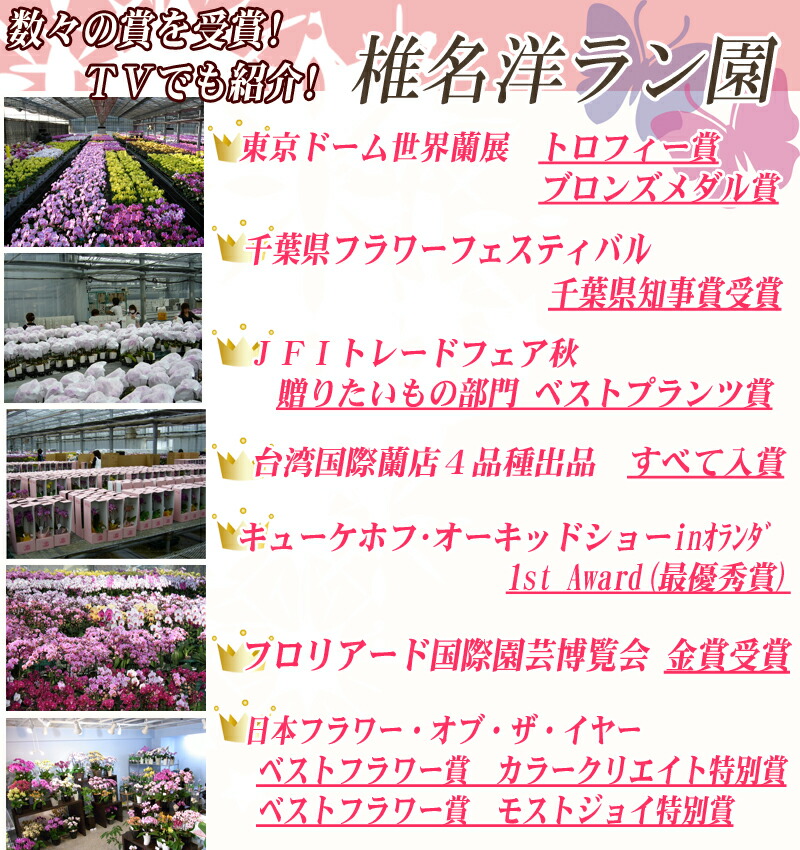 ☆世界ラン展多数受賞!椎名洋ラン園のミディ3本立<黄色系もしくはオレンジ系>1鉢■送料無料■ミディ胡蝶蘭【あす楽_年中無休】【あす楽_土曜営業】【あす楽_日曜営業】