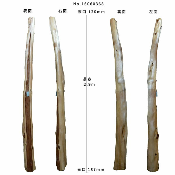 【変木】榁(ムロ)長さ2.9m末口幅120mm16060368法人様宛会社宅配(送付先に法人名)・個人様宛支店止め(送付先に個人名)ΔDIY木材材料変木丸太床の間茶室自然木天然木ショーウインドウウィンドウディスプレイイベント大道具ムロΔ
