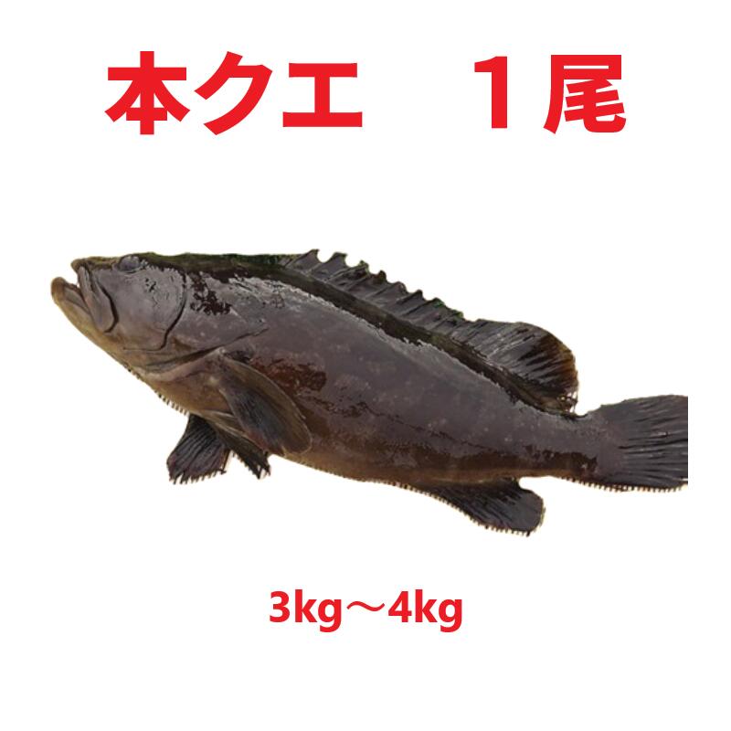 本クエ 1尾(養殖活き〆)3kg～4kg前後 【クエ 本クエ 高級魚 一匹 一匹丸ごと クエ鍋 クエしゃぶ しゃぶしゃぶ 刺身 海鮮鍋 新鮮 海鮮 グルメ 美味しい おいしい おすすめ 人気 ギフト 贈答 国産 愛媛県産 クエ一匹お中元 正月 お歳暮 御祝 内祝】