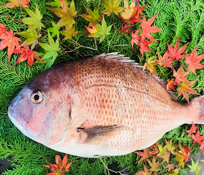 楽天市場 特大真鯛 1尾 養殖活き〆 2 5kg前後 マダイ 鯛 タイ 高級魚 一尾 鯛しゃぶ しゃぶしゃぶ 刺身 海鮮鍋 鯛めし 新鮮 海鮮 グルメ おいしい 人気 ギフト 贈答 お中元 正月 御歳暮 お歳暮 御祝 内祝 送料無料 買いまわり 買い回り 紀伊長島 楽天市場店