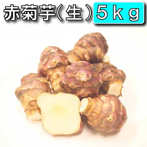 今話題の菊芋 5kg （北海道産 遠別産 無農薬 化学肥料不使用 生 土付き 赤菊芋  健康 イヌリン 水溶性食物繊維 　低カロリー  原産地の緯度に近い良好な育成環境）