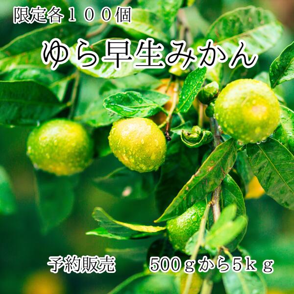 11月中旬より発送 ゆら早生みかん 有田の恵み そのままご家庭へ ひと房ごとに広がる 甘みと爽やかさ 小ぶりでもギュッと凝縮 濃い味わい さっぱり甘い 旬だけの贅沢 有田 和歌山 産地直送 ゆら早生 1000ポッキリ商品 みかん 森秀農園 kimaru 限定商品 贈答品 訳あり品｜kimaru seika