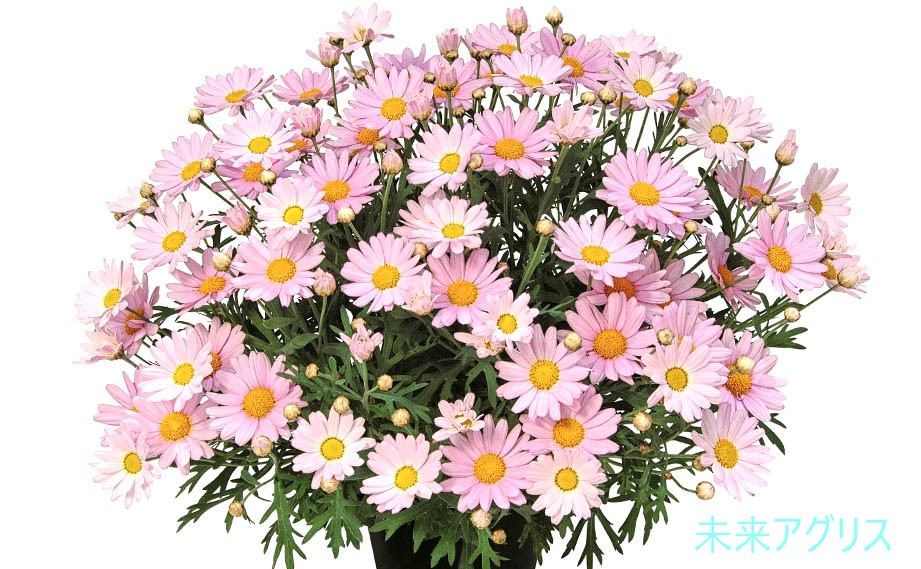 楽天市場】【花苗】マーガレット スウィートピンク 9cmポット 1苗 農林