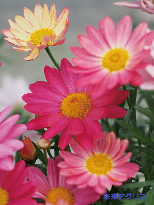 楽天市場】【花苗】マーガレット スウィートピンク 9cmポット 1苗 農林