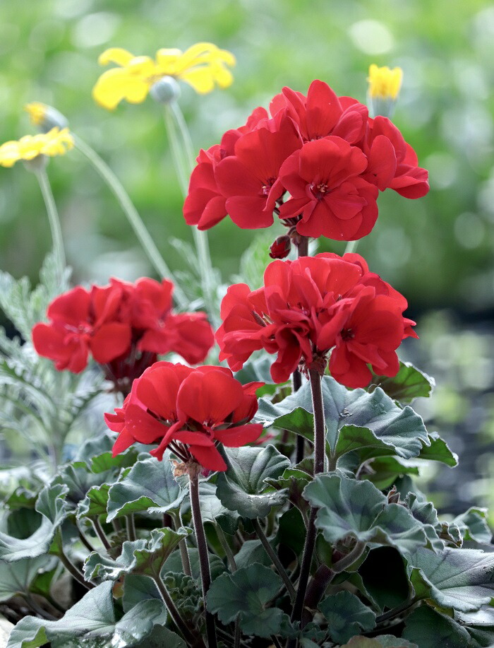 【レア美品】ビレロイ＆ボッホ★ゼラニウムマルバ★ペアセット 楽天市場】セレクタ社最新ゼラニウム ムーンライト トゥンバオ