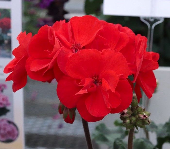 楽天市場】【花苗】マーガレット スウィートピンク 9cmポット 1苗 農林