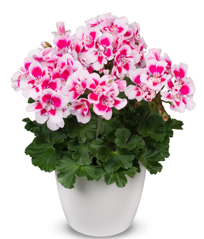 楽天市場】デュメンオレンジ社最新八重咲ゼラニウム サバイバー