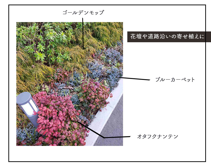 楽天市場 オタフクナンテン 南天 低木 ギフト 紅葉 和モダン 寄せ植え 樹高 約30 40cm 苗 植木 庭木 ガーデニング 縁起 贈り物 花壇 エクステリア 福 花言葉 赤 樹緑 Kimidori