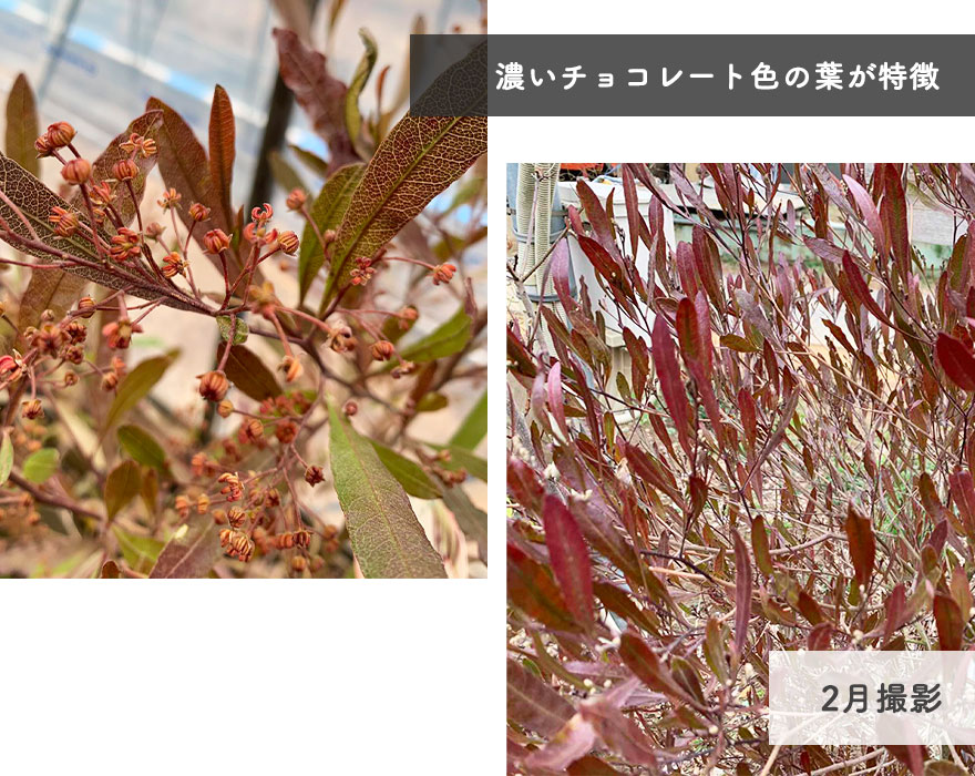 楽天市場 ドドナエア 約1cm 人気 プルプレア オージープランツ おしゃれ 鉢植え 紅葉 植木 苗 苗木 シンボルツリー 目隠し 庭木 和風 洋風 ガーデニング 新築 園芸 シルバー 鉢 木 お祝い 新築祝い 育てやすい ポップブッシュ 父の日 樹緑 Kimidori