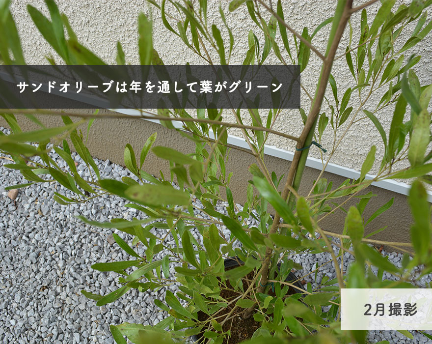 100 安心保証 ドドナエア サンドオリーブ 約100 110cm オージープランツ 庭木 植木 植栽 シンボルツリー ポップブッシュ 育てやすい 正規取扱店 Arnabmobility Com