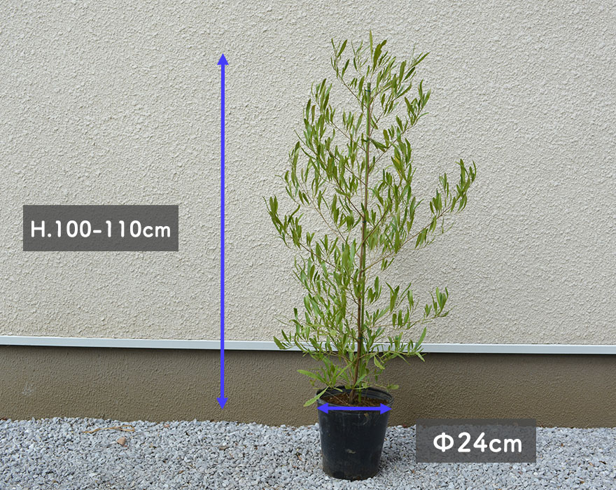 楽天市場 ドドナエア サンドオリーブ 約100 110cm オージープランツ 庭木 植木 植栽 シンボルツリー ポップブッシュ 育てやすい 父の日 樹緑 Kimidori