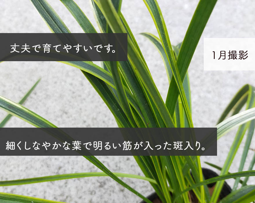 楽天市場 フイリヤブラン 斑入り ヤブラン リリオペ 10 5cmポット 50個セット ミニ 観葉植物 苗 丈夫 育てやすい 植木 庭木 ガーデニング グランドカバー 地植え 母の日 樹緑 Kimidori