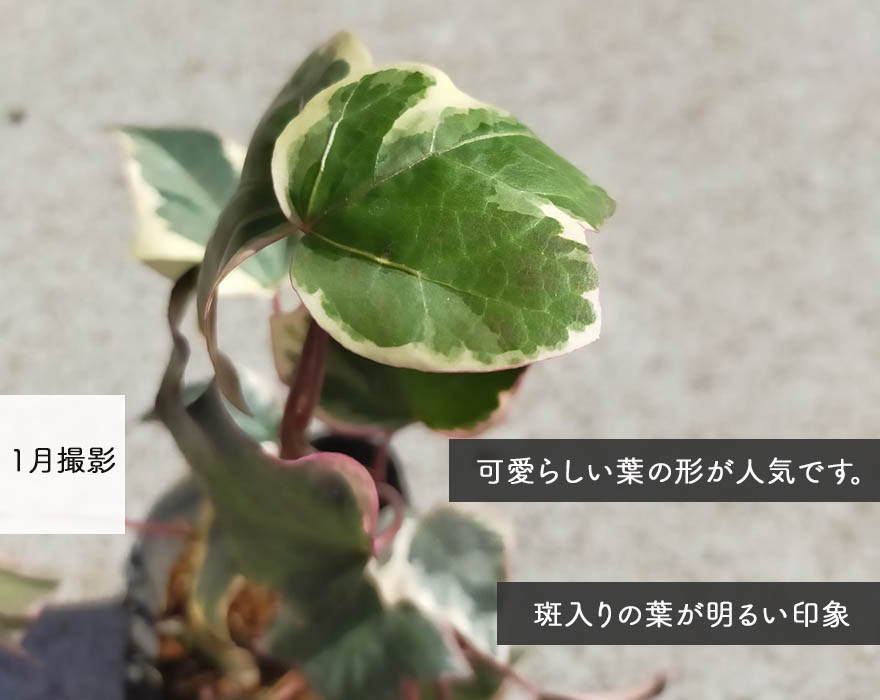 楽天市場 ヘデラ バリエガータ アイビー 個セット 9cmポット 苗 カナリエンシス 植木 庭木 観葉植物 地植え イングリッシュガーデン 洋風 おしゃれ 育てやすい グランドカバー ガーデニング 樹緑 Kimidori