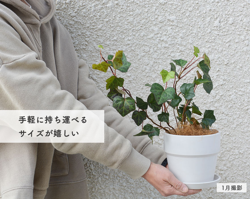 楽天市場 アイビー ヘデラ カナリエンシス 鉢植え 観葉植物 選べる鉢 ミニ観葉植物 4号鉢 セット ポッシュリビング アーバンプランツポット ギフト プレゼント 誕生日プレゼント 送別品 インテリア 母の日 樹緑 Kimidori