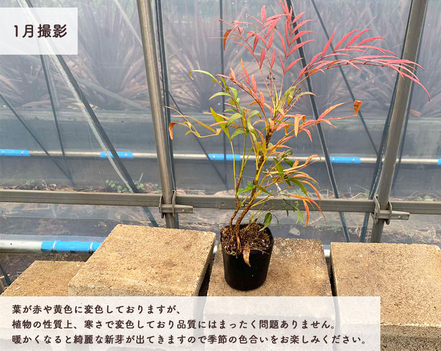 楽天市場 マホニアコンフューサ 約40cm 5個セット 低木 おしゃれ ガーデニング 植木 庭木 苗 苗木 観葉植物 ヒイラギナンテン 細葉マホニアコンフーサ 寄せ植え マホニア コンフーサ ポット まほにあベランダ ウッドデッキ クリスマス 樹緑 Kimidori