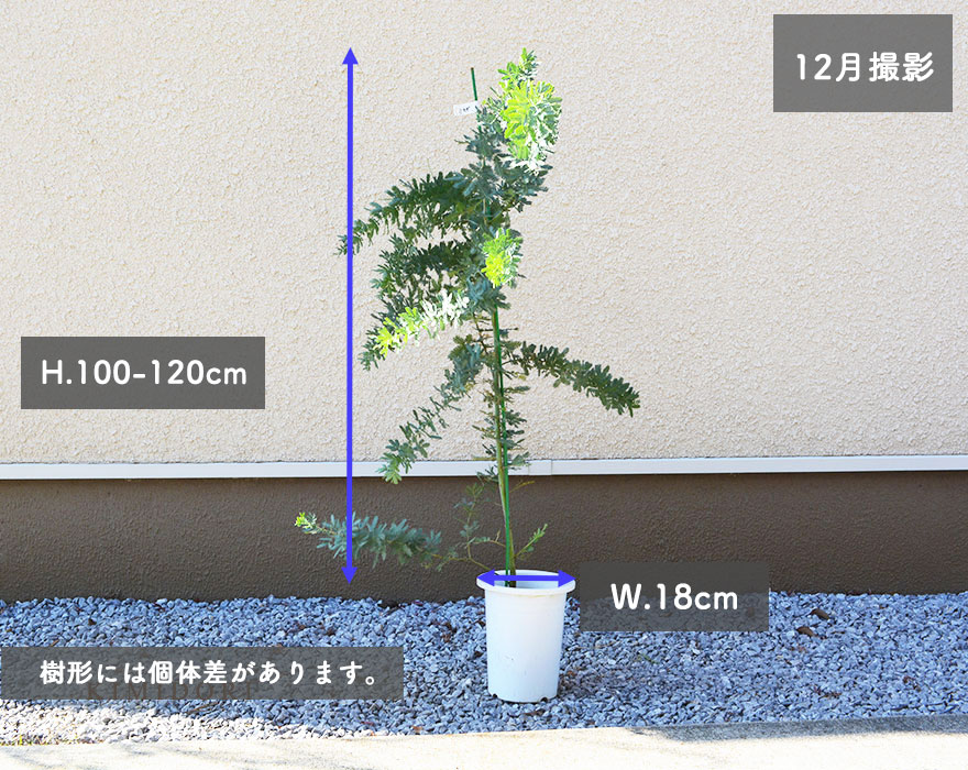 楽天市場 アカシア ミモザ 約100 130cm シンボルツリー 庭木 植木 常緑 記念樹 新築祝い 花 シルバーリーフ スワッグ リース お祝い プレゼント 記念日 鉢植え 玄関 ベランダ ウッドデッキ 父の日 樹緑 Kimidori