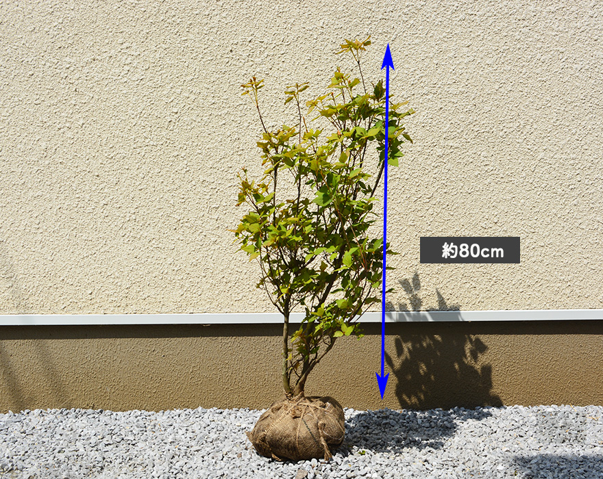 楽天市場 ミツバツツジ 約80cm つつじ 植木 庭木 苗 生垣 フェンス 目隠し 隣家 ガーデニング ピンク 花 落葉低木 エクステリア 生垣 紅葉 秋 丈夫 強い クリスマス 三葉躑躅 樹緑 Kimidori