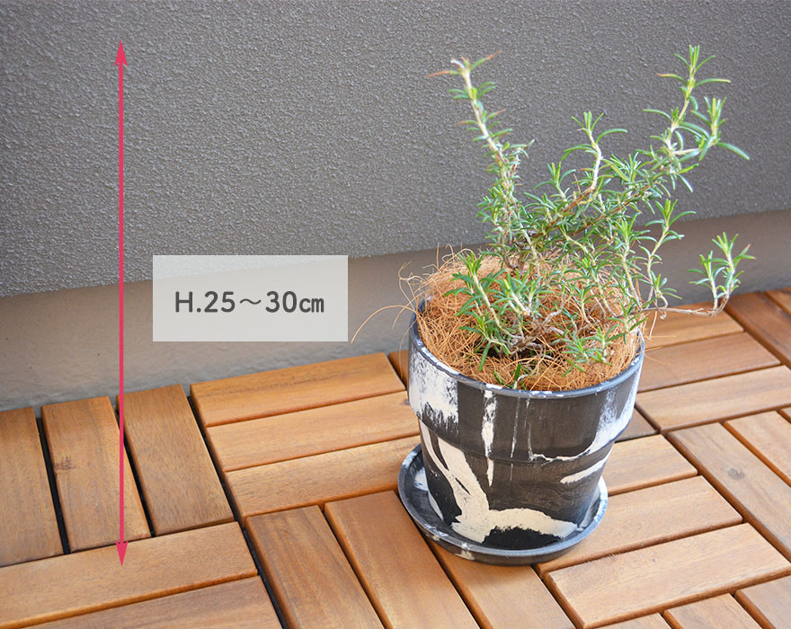 ローズマリー 野晒し植え Urban Plants Pot 観葉植物 選べる鉢 ミニ観葉植物 4サイズ鉢 ファーニチャー ポッシュリビング アーバンプランツポット 贈答品 手みやげ 出生日取りプレゼント 慶び事 祝す日 鯔背 リアル Foxunivers Com