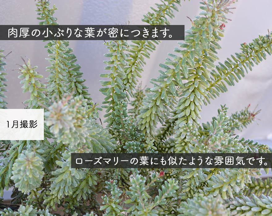 楽天市場 ラニゲラ グレビレア オージープランツ グレヴィレア 約cm 植木 苗木 庭木 ガーデニング オーストラリア ネイティブプランツ 植物 おしゃれ 鉢植え 庭植え エクステリア インテリア グリーン 21cmポット 樹緑 Kimidori