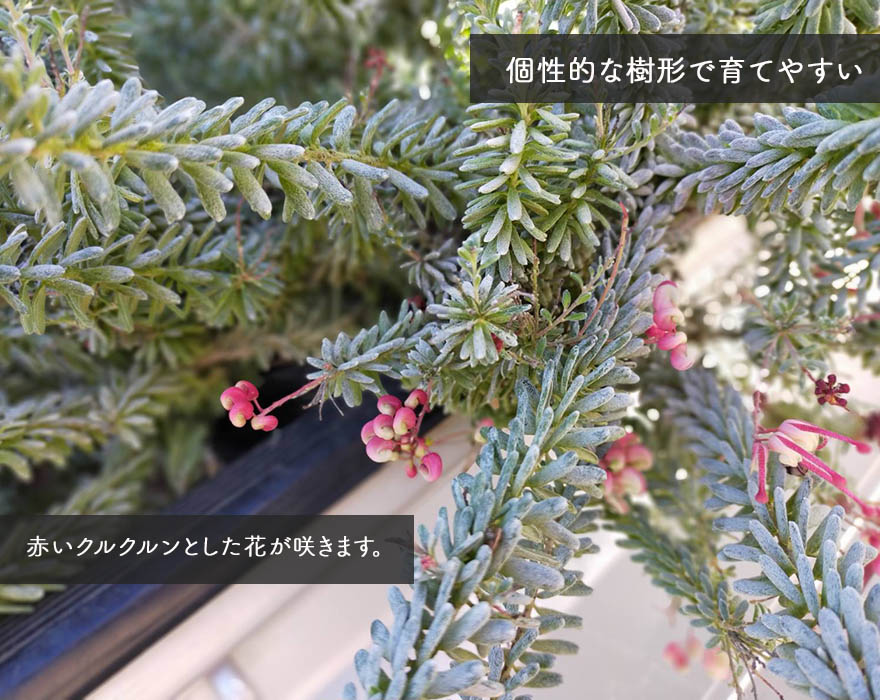 グレビレア ラニゲラ 先住民 プランツ グレヴィレア オージープランツ 木高 凡30cm 観葉植物 オーストラリア連邦 ユニーク 質獲物 格好いい ガーデニング 鉢植え インテリア エクステリア 全盛 乾いた 多肉 Doorswindowsstairs Co Uk