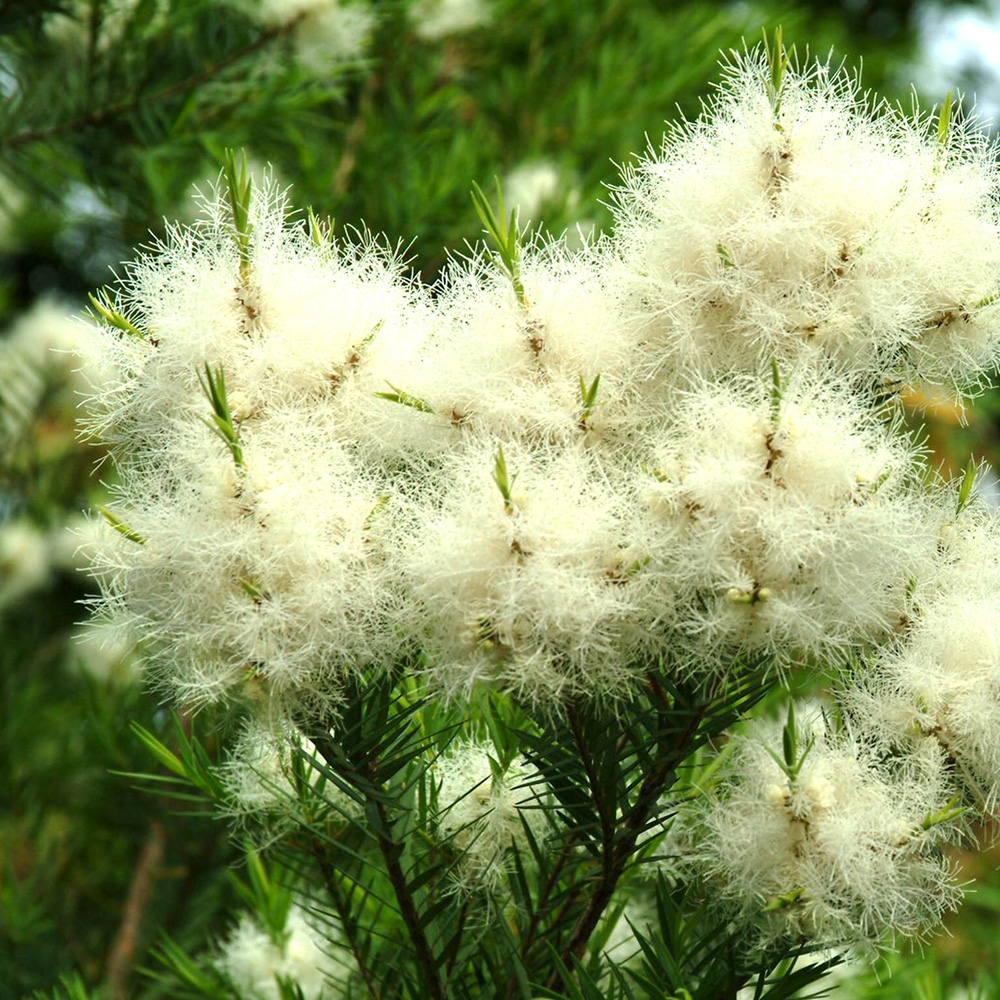 楽天市場 メラレウカ レッドジェム 約100cm 人気 おしゃれ 観葉植物 鉢植え 花 植木 苗 苗木 シンボルツリー 目隠し 庭木 ガーデニング エクステリア 新築 シルバー 常緑 鉢 木 常緑樹 新築 記念樹 お祝い 新築祝い 育てやすい クリスマス 樹緑 Kimidori