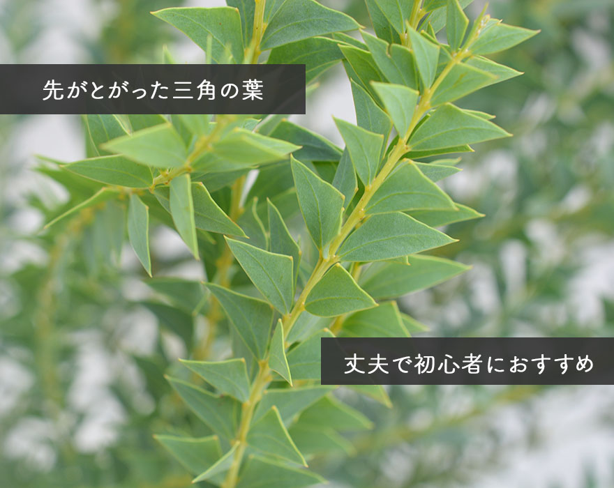 楽天市場 アカシア サンカクバ 約90cm オージー 植木 庭木 苗 シンボルツリー 鉢 鉢植え おしゃれ 初心者向け 黄色い 花 長く楽しめる 目隠し 常緑 カルトラフォラミス ミモザ ブッシュ状 三角葉 ガーデニング エクステリア 園芸 スワッグ ドライ 材料 資材 父の日 樹緑