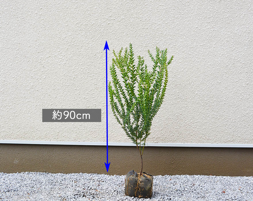 楽天市場 アカシア サンカクバ 約90cm オージー 植木 庭木 苗 シンボルツリー 鉢 鉢植え おしゃれ 初心者向け 黄色い 花 長く楽しめる 目隠し 常緑 カルトラフォラミス ミモザ ブッシュ状 三角葉 ガーデニング エクステリア 園芸 スワッグ ドライ 材料 資材 樹緑 Kimidori