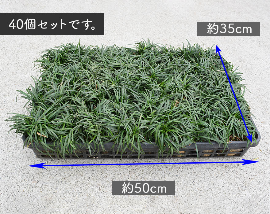 楽天市場 タマリュウ 40個セット 7 5cmポット 苗 グランドカバー 玉竜 常緑 植物 雑草対策 ガーデニング 植木 庭木 花壇 エクステリア 駐車場スリット コンクリート 目地 隙間 樹緑 Kimidori