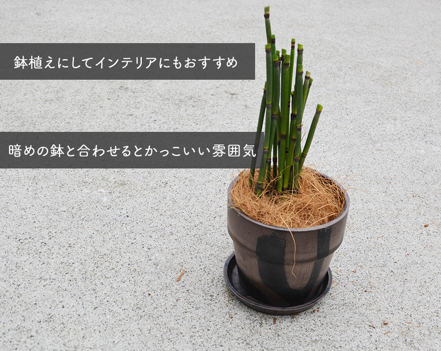 楽天市場 トクサ 5個セット 10 5cmポット 観葉植物 和風 日本庭園 鉢植え 盆栽 生け花 かっこいい 男前 インテリア シダ植物 つくし 茎 樹高約cm とくさ やすり 花壇 ウッドデッキ ベランダ 母の日 樹緑 Kimidori