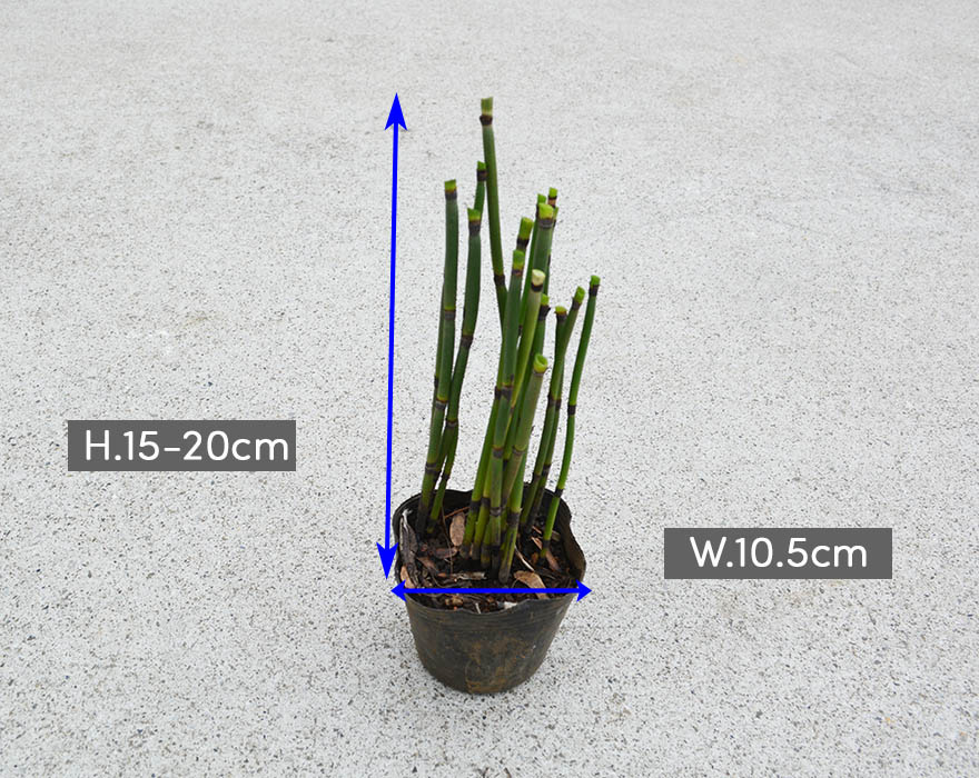 楽天市場 トクサ 10 5cmポット 1個 和風 観葉植物 日本庭園 シダ植物 つくし 茎 樹高約cm ガーデニング インテリア 園芸 盆栽 生け花 とくさ やすり かっこいい おしゃれ 男前 グリーン 母の日 樹緑 Kimidori