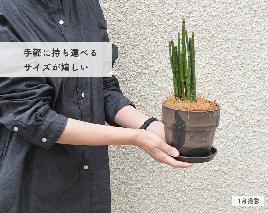 楽天市場 トクサ ミニ 観葉植物 鉢植え セット Posh Living アーバンプランツポット 選べる鉢 おしゃれ プレゼント 4号鉢 ポッシュリビング ギフト プレゼント インテリア 樹緑 Kimidori