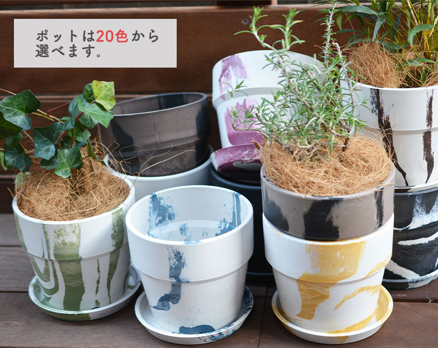 楽天市場 トクサ ミニ 観葉植物 鉢植え セット Posh Living アーバンプランツポット 選べる鉢 おしゃれ プレゼント 4号鉢 ポッシュリビング ギフト プレゼント インテリア 樹緑 Kimidori