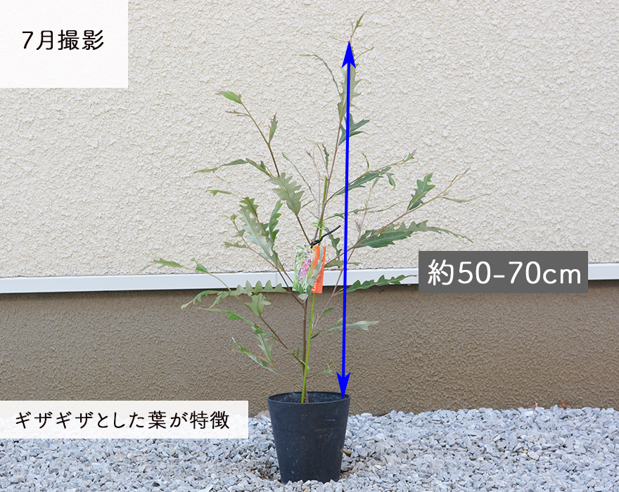 グレビレア バークレア バークリアナ オージープランツ おしゃれ 植木 観葉植物 庭木 寄せ植え 花壇 鉢植え シンボルツリー 玄関 インテリア グリーン ギフト お祝い ベランダ グレべリア グレビリア Giosenglish Com