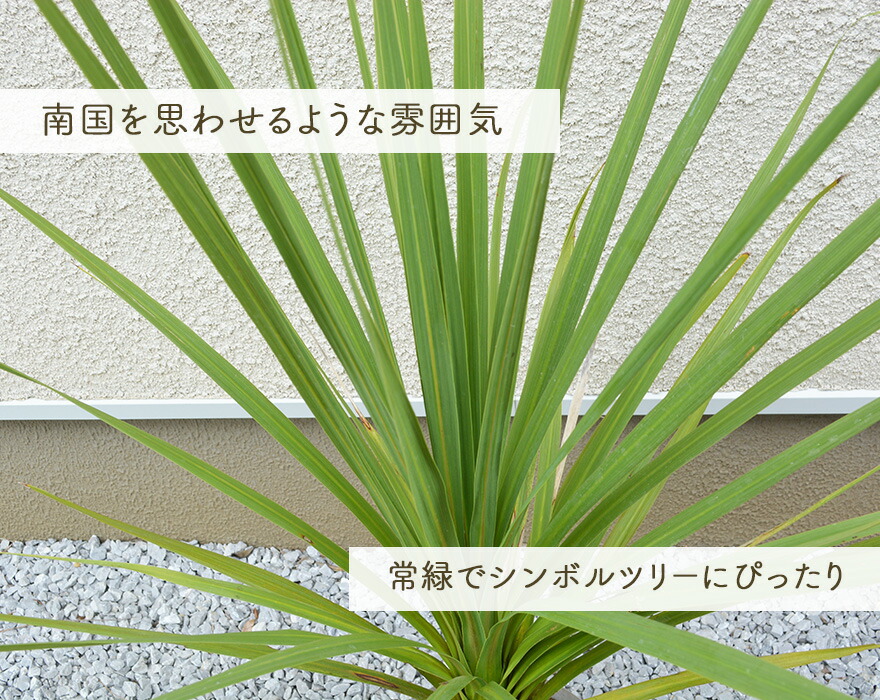 ニオイシュロラン コルジリネ オーストラリス オージー 南国 約90 100cm コルディリネ ドラセナ シンボルツリー 植木 庭木 ガーデン 庭づくり ヤシ リゾート Rvcconst Com