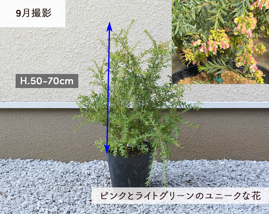 楽天市場 グレビレア ジュビリー ネイティブ プランツ グレヴィレア オージープランツ オーストラリア 植木 庭木 おしゃれ 個性的 花 観葉植物 ドライ グレビリア 苗 ガーデニング インテリア 鉢植え 樹高 60 70cm 玄関 ウッドデッキ ベランダ 樹緑 Kimidori