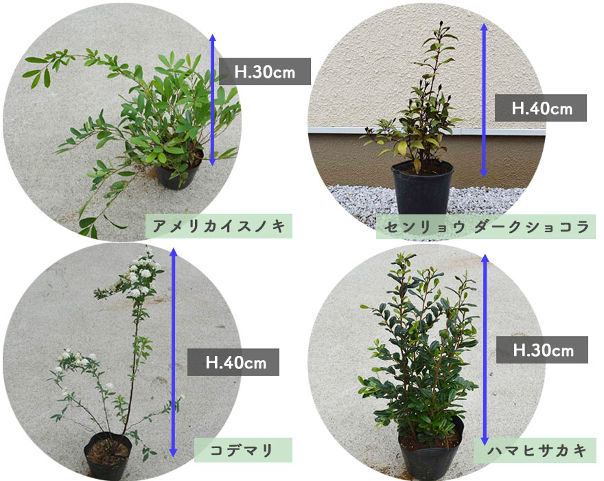 品揃え豊富で Kimidori 大人の寄せ植え セット 植木 植栽 庭木 7点セット ガーデニング 園芸 植物 鉢植え 庭植え おしゃれ Pe03 Gr