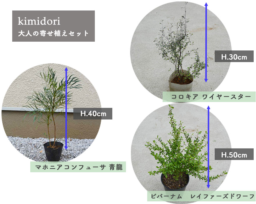 品揃え豊富で Kimidori 大人の寄せ植え セット 植木 植栽 庭木 7点セット ガーデニング 園芸 植物 鉢植え 庭植え おしゃれ Pe03 Gr